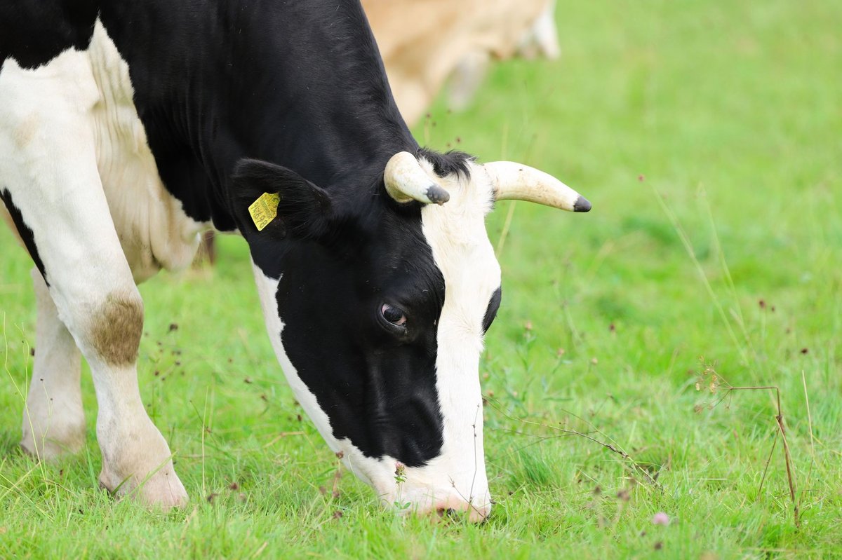 Uhlíková stopa mléka může být o 41 % vyšší, než se dosud počítalo