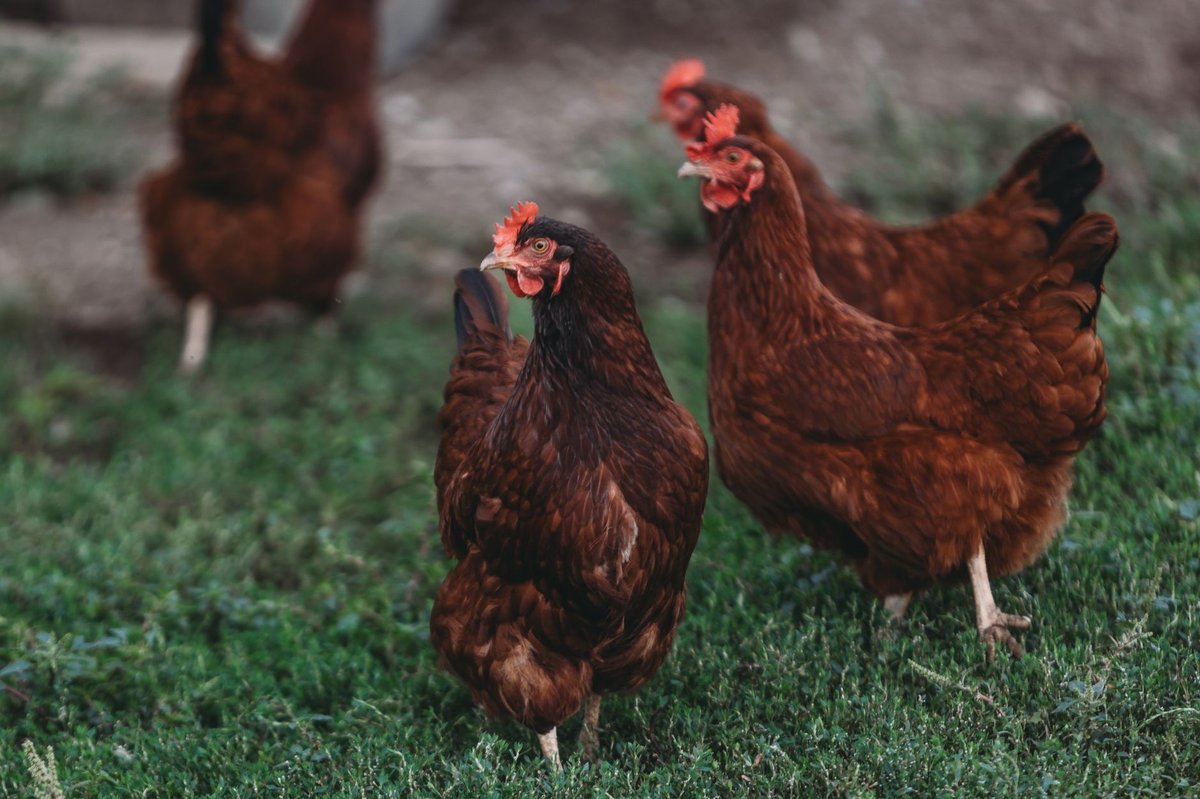 Bio vejce mají dvojnásobnou uhlíkovou stopu než vejce z klecového chovu.