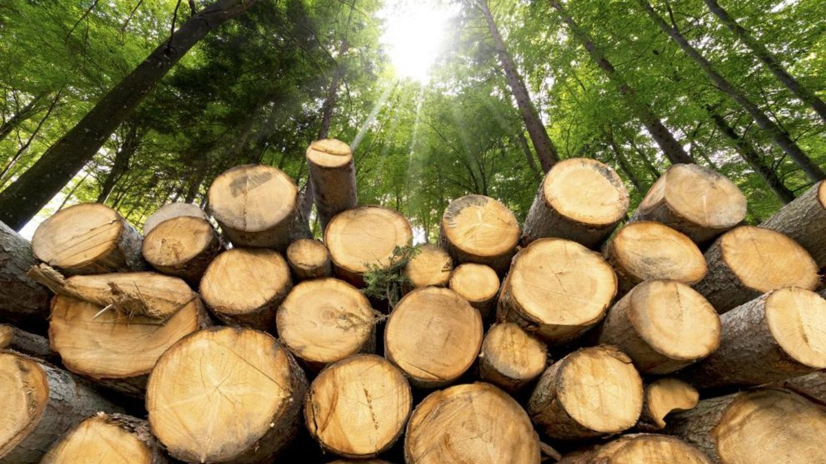 EUDR: Komise upravila seznam produktů. Do účinnosti zbývá pět měsíců.