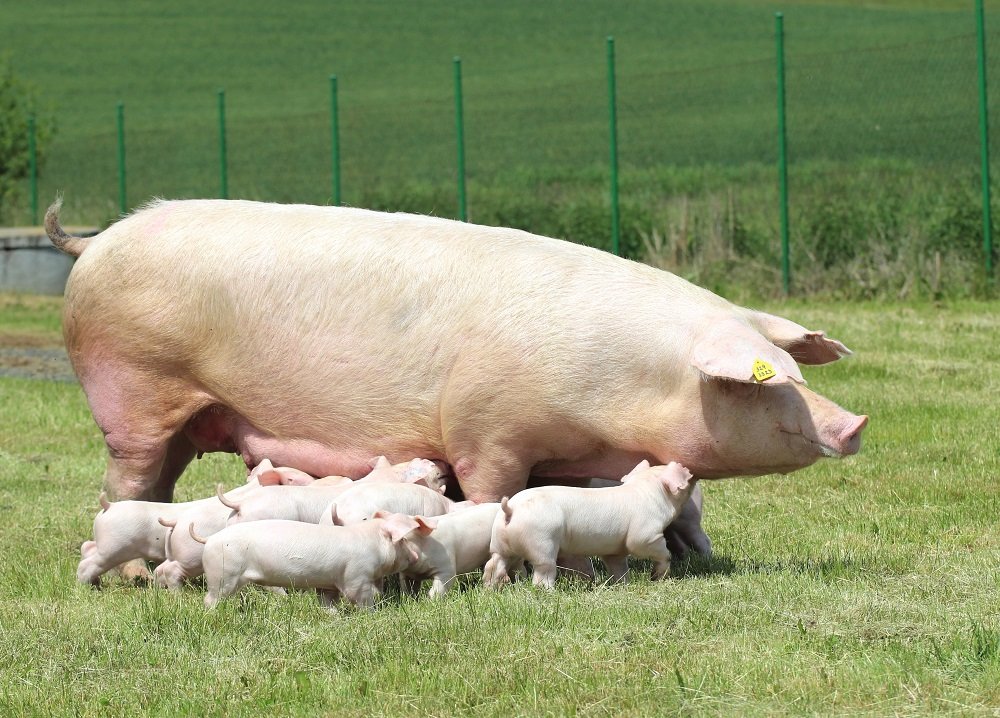 EU mění tón vůči chovu dobytka. Dobrá zpráva pro české chovatele a spotřebitele?